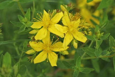 Natürliche Nahaufnahme auf drei leuchtend gelben Blüten des perforierten Johanniskrautes Hypericum perforatum, Wildblume auf dem Feld