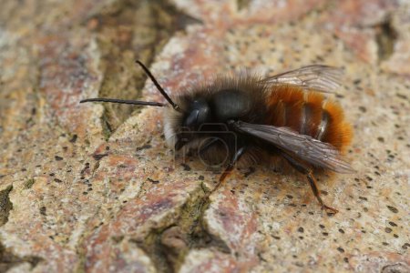 Téléchargez les photos : Gros plan naturel sur une femelle poilue européenne verger cornu abeille maçon, Osmia cornuta assis sur le bois - en image libre de droit
