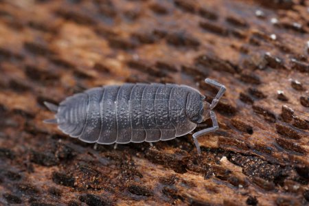 Natural closeup on a grey rough woodlouse, Porcellio scaber sitting on a piece of wood