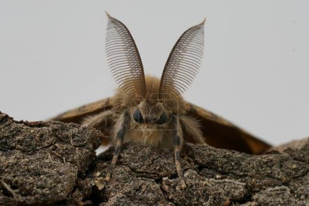 Natural detailed facial closeup on the American gypsy or Spongy Moth, Lymantria dispar, against a white background