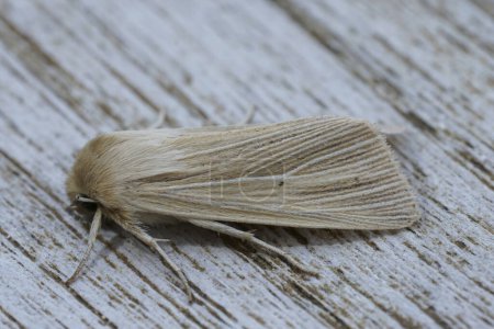 Foto de Primer plano natural en la polilla común de la lechuza de wainscot, Mythimna pallens sentado en madera - Imagen libre de derechos