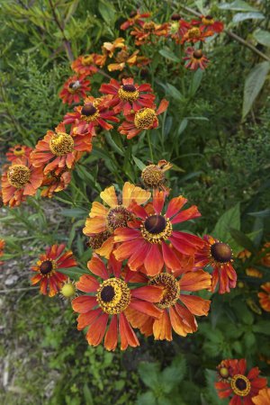 Téléchargez les photos : Gros plan naturel sur les fleurs orange vif à rouge de l'éternuement, Helenium autumnale dans le jardin - en image libre de droit