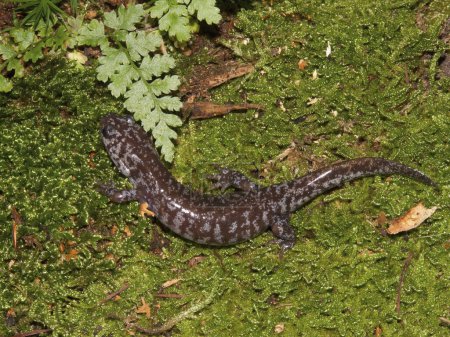 Foto de Primer plano natural de la salamandra endémica japonesa manchada o manchada, Hynobius naevius sentado sobre musgo - Imagen libre de derechos