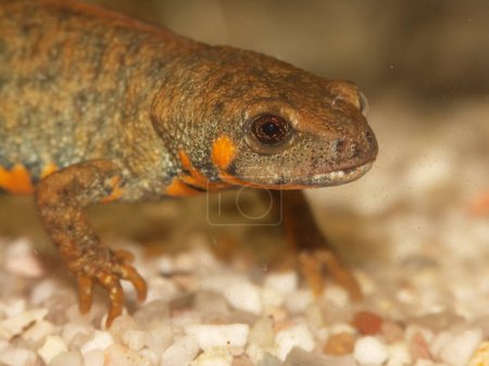 Photo for Detailed closeup on a female of the endangered Chuxiong fire-bellied, Cynops cyanurus, in an aquarium - Royalty Free Image