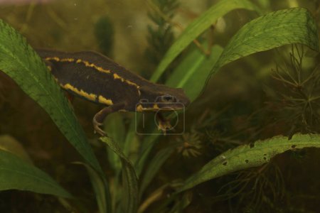 Photo for Detailed closeup on an the endangered aquatic Japanese Riu-Kiu sword-tailed newt, Cynops ensicauda in an aquarium - Royalty Free Image