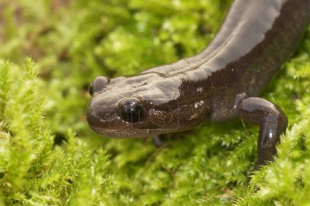Foto de Primer plano natural de una salamandra Hokkaido endémica japonesa juvenil, Hynbobius retardatus in moss - Imagen libre de derechos