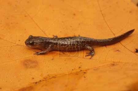 Foto de Primer plano natural de una salamandra japonesa juvenil de Hokkaido Hynobius retardatus - Imagen libre de derechos