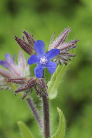 Photo for Natural colorful closeup on the brilliant blue flower of the Italian bugloss wildflower, Anchusa azurea - Royalty Free Image