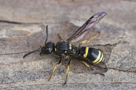 Photo for Detailed closeup on a yellow and black female potter wasp, Ancistrocerus , sitting on wood - Royalty Free Image