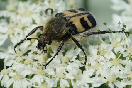 Photo for Natural closeup on Eurasian Bee Beetle, Trichius fasciatus on a white Heracleum flower - Royalty Free Image