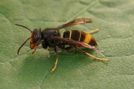 Primer plano natural de un trabajador de la especie invasora asiática de plagas avispas, Vespa velutina, una gran amenaza para la apicultura