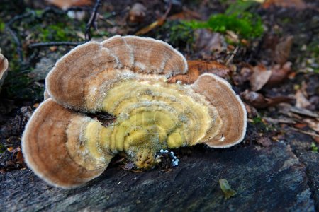 Photo for Natural closeup on a lightbrown colored gilled polypore or birch mazegill mushroom, Lenzites betulinus - Royalty Free Image