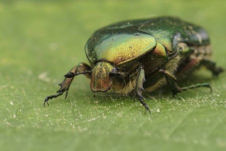 Téléchargez les photos : Gros plan naturel sur un scarabée rose métallisé vert coloré, Cetonia aurata sur une feuille verte - en image libre de droit