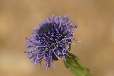 Photo for Natural closeup on the blue flower of the Common globularia Globularia vulgaris against a brown background - Royalty Free Image