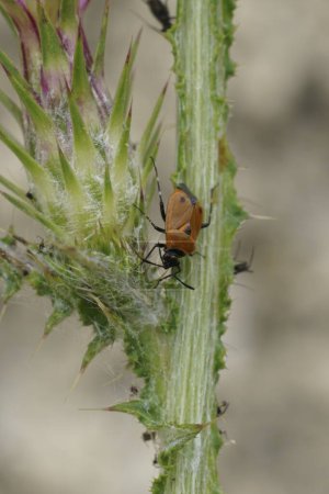 Téléchargez les photos : Gros plan naturel sur un insecte Miridae brun, Deraeocoris punctum de la Méditerranée - en image libre de droit