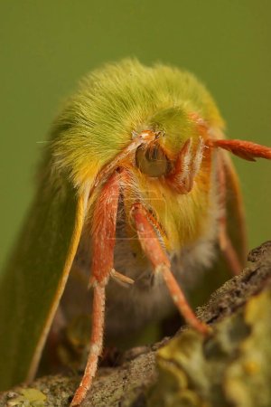 Natural facial closeup of the hairy emerald green silver-lines moth, Pseudoips prasinana sitting on a twig