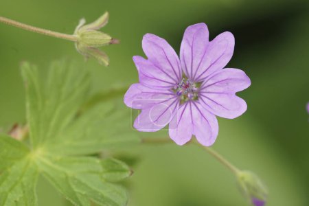 Photo for Natural closeup on the pink flower of the Hedgerow Cranes-bill or mountain cranesbill, Geranium pyrenaicum - Royalty Free Image