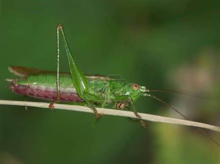Photo for Natural closeup on the long-winged conehead bush-cricket , Conocephalus - Royalty Free Image