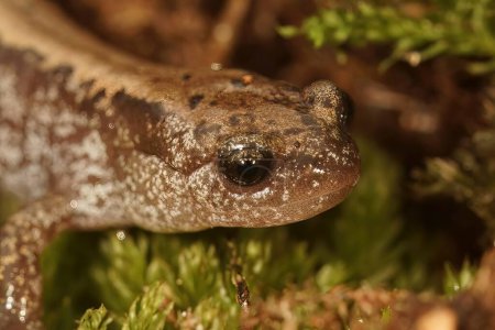 Foto de Primer plano natural de la salamandra siberiana, Salamandrella keyserlingii en hojarasca - Imagen libre de derechos
