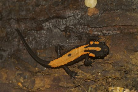 Photo for Detailed closeup on a juvenile metamorphosed Laos newt, Paramesotriton or Laotriton laoensis with it's typical orange dorsum - Royalty Free Image