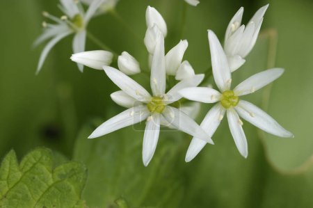 Photo for Natural closeup on the fragile white flower of the wild garlic or bear leek, Allium ursinum - Royalty Free Image
