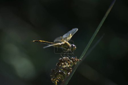 Téléchargez les photos : Gros plan naturel sur une femelle de la libellule à ailes jaunes Sympetrum flaveolum - en image libre de droit