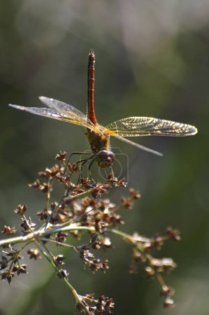 Téléchargez les photos : Gros plan vertical naturel sur un mâle rouge de la libellule à ailes jaunes Sympetrum flaveolum - en image libre de droit