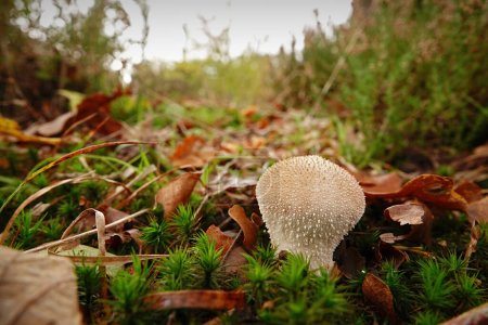 Photo for Natural closeup on a single common warted puffball or devil's snuff-box mushroom, Lycoperdon perlatum, on the forest floor - Royalty Free Image