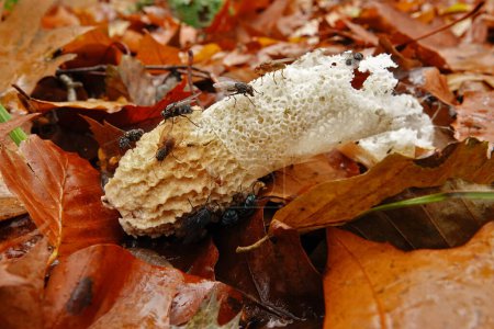 Téléchargez les photos : Gros plan naturel sur un champignon commun du corne d'odeur, Phallus impudicus avec différentes mouches marchant dessus - en image libre de droit