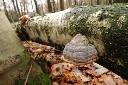 Photo for Natural closeup on a Fomes fomentarius mushroom developping on a white silver birch, warty birch trunk - Royalty Free Image