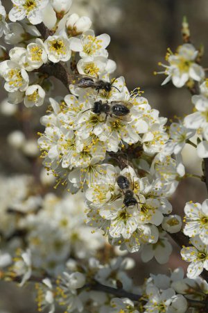 Photo for Natural veritcal closeup on 3 male Grey-backed mining bee, Andrena vaga sitting on a rich white blossoming blackthorn, Prunus spinosa - Royalty Free Image