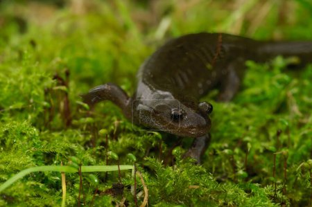 Foto de Primer plano natural de un adulto de la salamandra japonesa Oita en peligro crítico Hynobius dunni sentado sobre musgo verde - Imagen libre de derechos