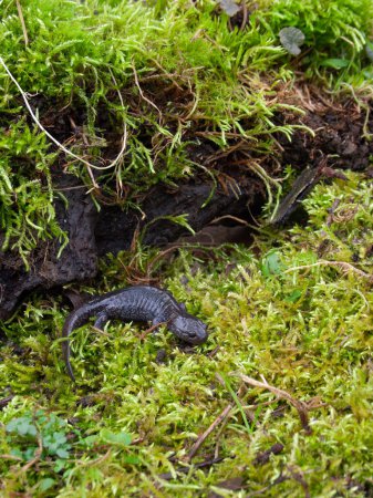 Téléchargez les photos : Gros plan naturel sur la rare salamandre chinoise Yiwu, Hynobius yiwuensis, endémique du Zhejiang, Chine sur la mousse verte - en image libre de droit