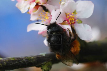 Téléchargez les photos : Gros plan naturel sur une abeille femelle maçon européenne à cornes, Osmia cornuta nectaring sur fleurs blanches de pruneau - en image libre de droit