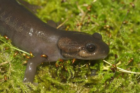 Natural closeup on an Oregon Northwestern salamander - Ambystoma gracile, sitting on green moss