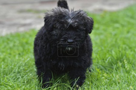 Photo for Closeup on a cute puppy long black hairy Bouvier des Flandres in the grasses standing - Royalty Free Image