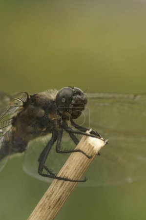Photo for Natural closeup on a black meadowhawk dragonfly, Sympetrum danae, sitting on a twig with open wings - Royalty Free Image