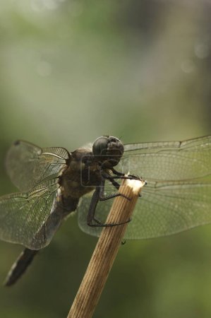Photo for Natural closeup on a black meadowhawk dragonfly, Sympetrum danae, sitting on a twig with open wings - Royalty Free Image