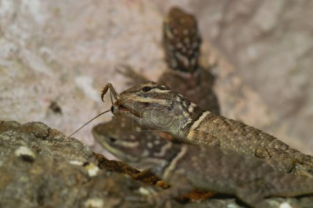 Primer plano de un grupo de lagartos Sceloporus hambrientos, comiendo un grillo en un terrario