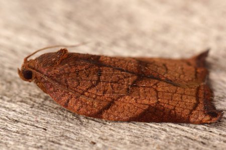Téléchargez les photos : Detailed closeup on the colorful Large Fruit-tree Tortrix moth, Archips podana in the garden - en image libre de droit