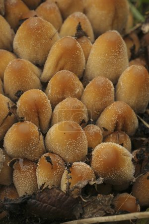 Téléchargez les photos : Natural vertical closeup on a cluster of lightbrown glistening inkcap mushrooms, Coprinus micaceus - en image libre de droit