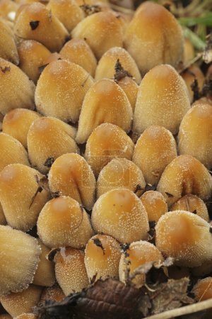 Téléchargez les photos : Natural vertical closeup on a cluster of lightbrown glistening inkcap mushrooms, Coprinus micaceus - en image libre de droit
