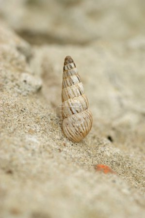 Photo for Detailed vertical closeup on a pointed snail, Cochlicella acuta, sitting on a stone - Royalty Free Image