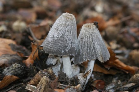 Photo for Natural closeup on a Saprobic mushroom, Coprinus lagopus on the forest floor - Royalty Free Image