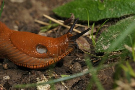 Natural closeup on the European large red slug, Arion rufus on the ground