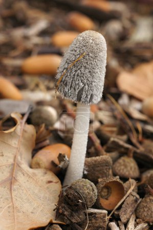 Photo for Natural closeup on a single emerging Saprobic mushroom, Coprinus lagopus - Royalty Free Image