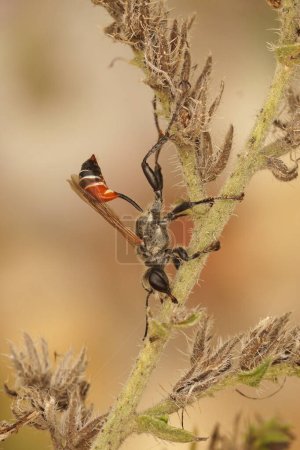 Natürliche vertikale Nahaufnahme einer mediterranen Prionyx kirbii-Wespe, die auf einer Pflanze ruht, Sphecidae, Hymenoptera