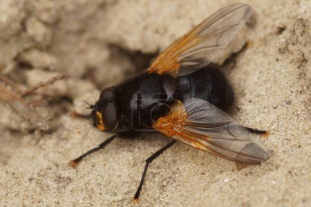 Natural dorsal closeup of a colorful black noon or noonday fly, Mesembrina meridiana fly sitting on the ground in the field