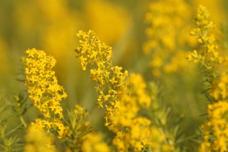 Primer plano suave natural sobre flores de paja amarillas, Galium verum, en un prado en Gard, al sur de Francia