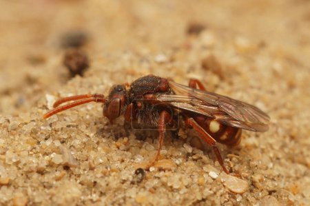 Téléchargez les photos : Gros plan naturel de l'abeille mâle Nomada cleptopparasite à griffes d'ours, Nomada alboguttata, sur sable - en image libre de droit